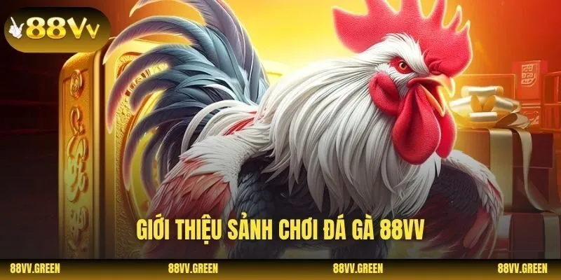 Giới thiệu sảnh chơi đá gà 88VV