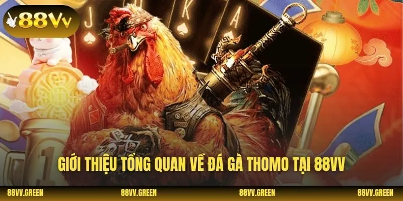 Giới thiệu tổng quan về đá gà thomo tại 88VV