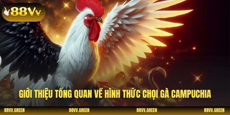 Giới thiệu tổng quan về hình thức chọi gà Campuchia
